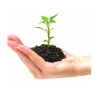 Stewardship